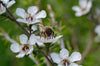 Mānuka Honey