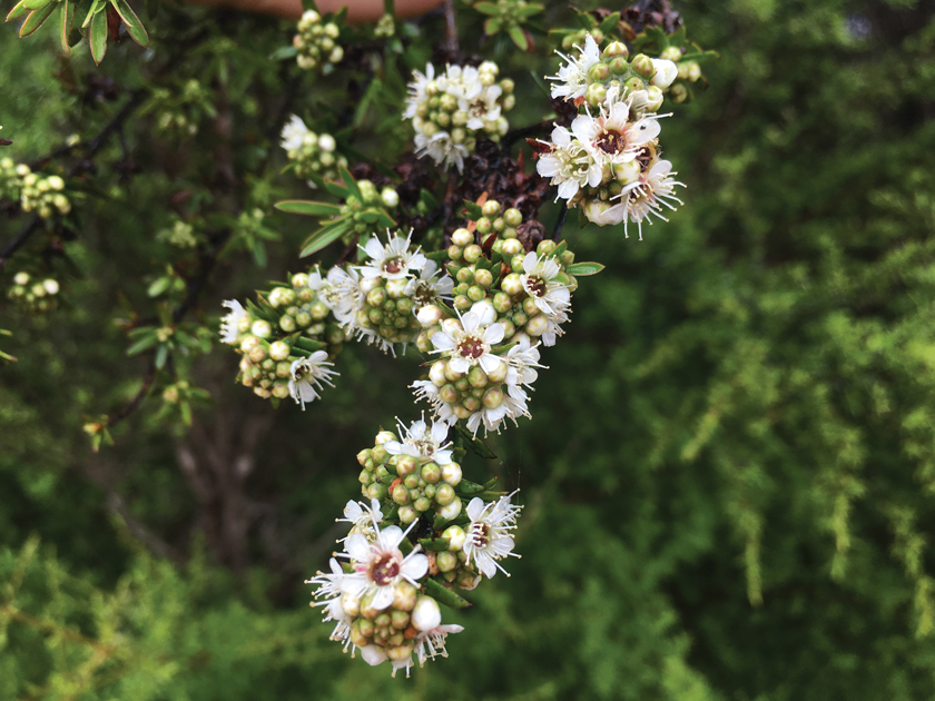 Kānuka Honey New Zealand Honey Traders